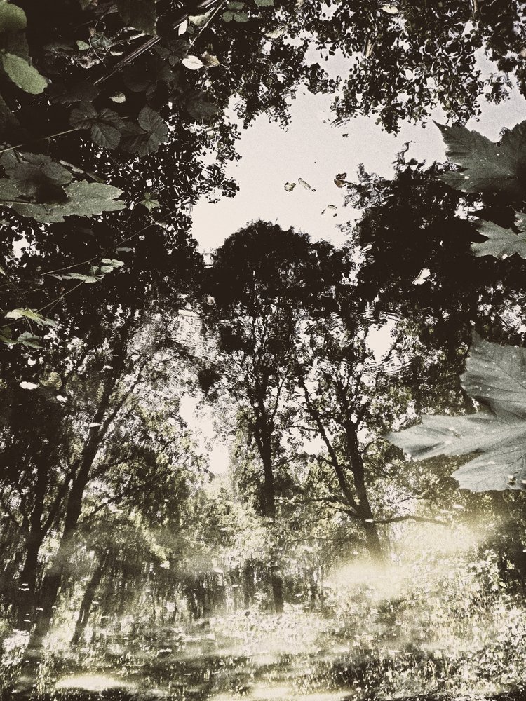 Réflexion dans une forêt paisible - Angelo Cerantola