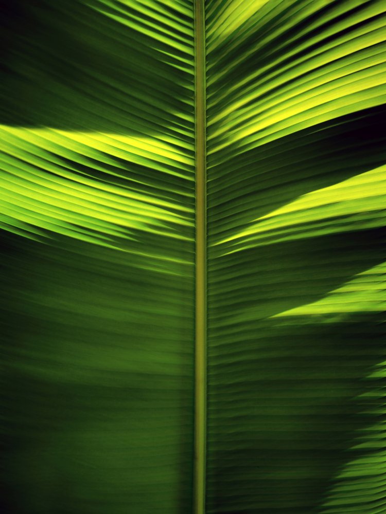 Motifs de feuilles tropicales - Angelo Cerantola