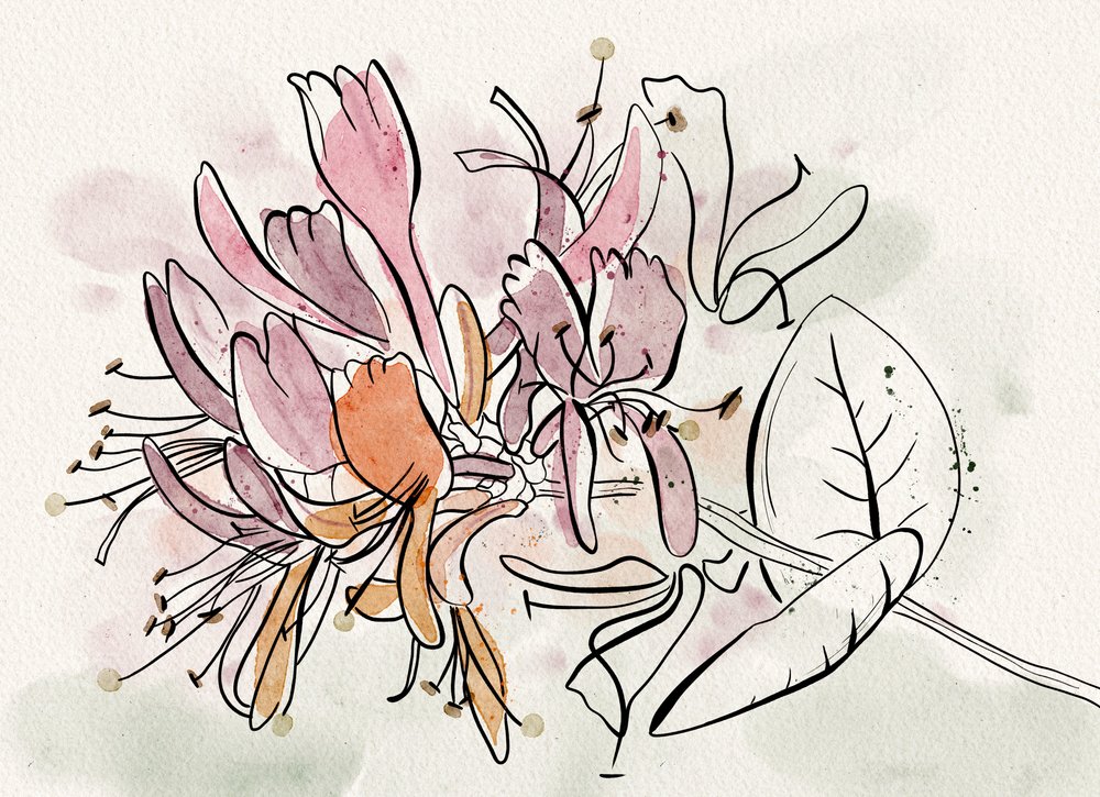 Fleurs de chèvrefeuille délicates - Ankie Kooi
