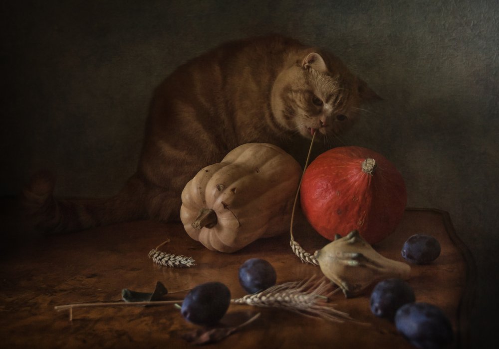 La récolte du chat curieux - Anna Petina