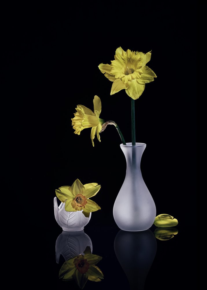 Des jonquilles jaunes pleines de grâce - Anna Qu