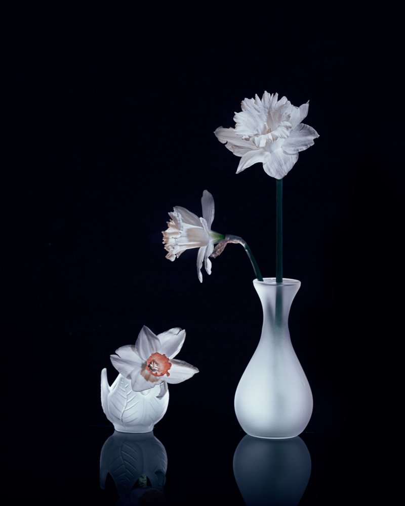 Nature morte aux jonquilles blanches - Anna Qu