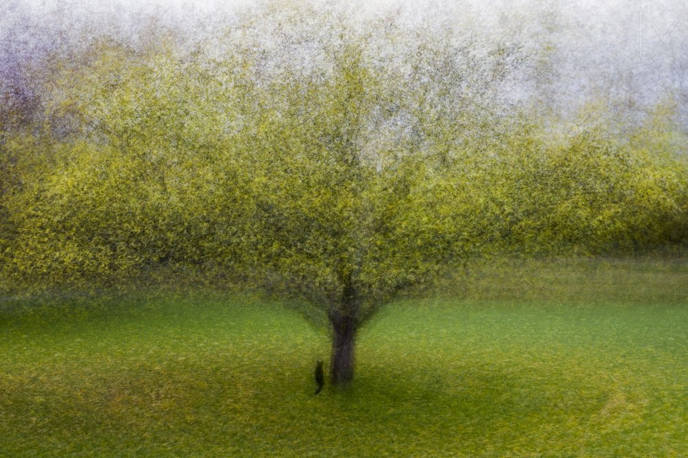 Arbre vert de rêve - Arne Östlund