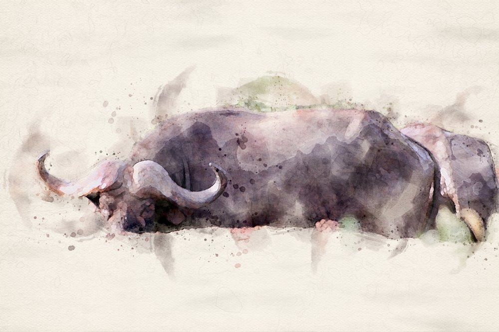 Aquarelle représentant un buffle d