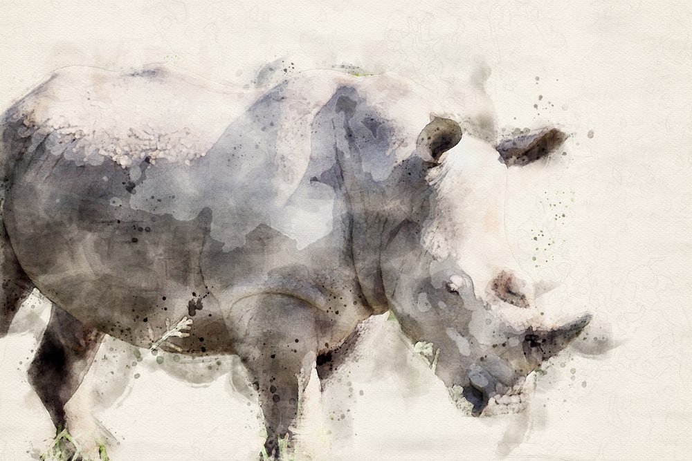 Un rhinocéros gracieux à l