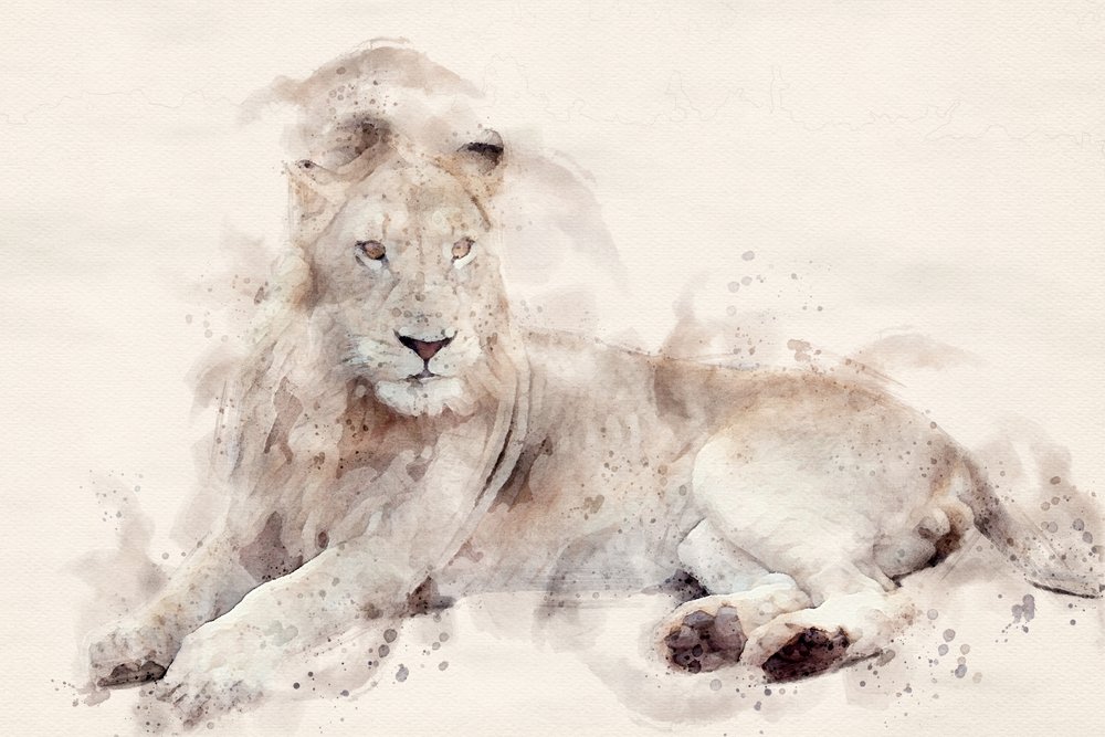 Aquarelle « Le majestueux lion blanc » - Arno Du Toit