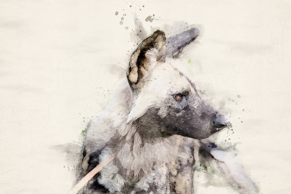 Aquarelle « Chien sauvage serein » - Arno Du Toit