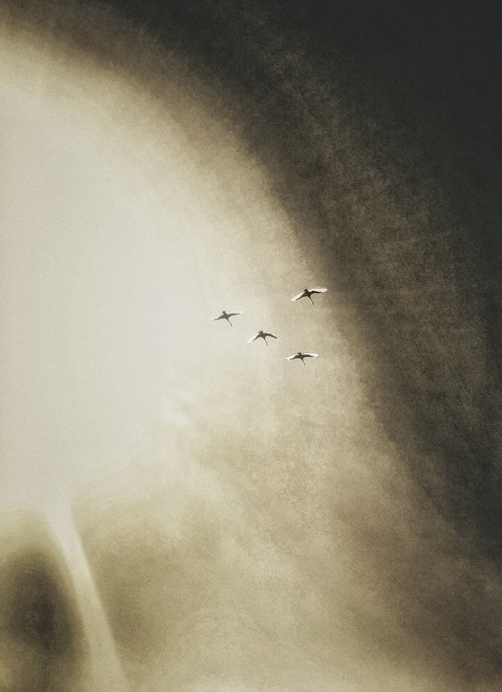 Des oiseaux planant dans le ciel - Artur Politov