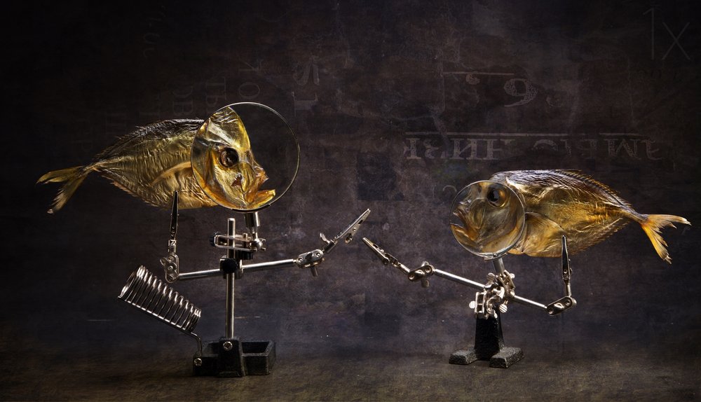 Curieuse conversation de poissons - Brig Barkow