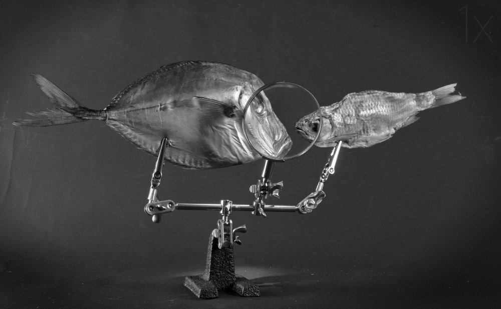 Curieuse étude de poissons - Brig Barkow