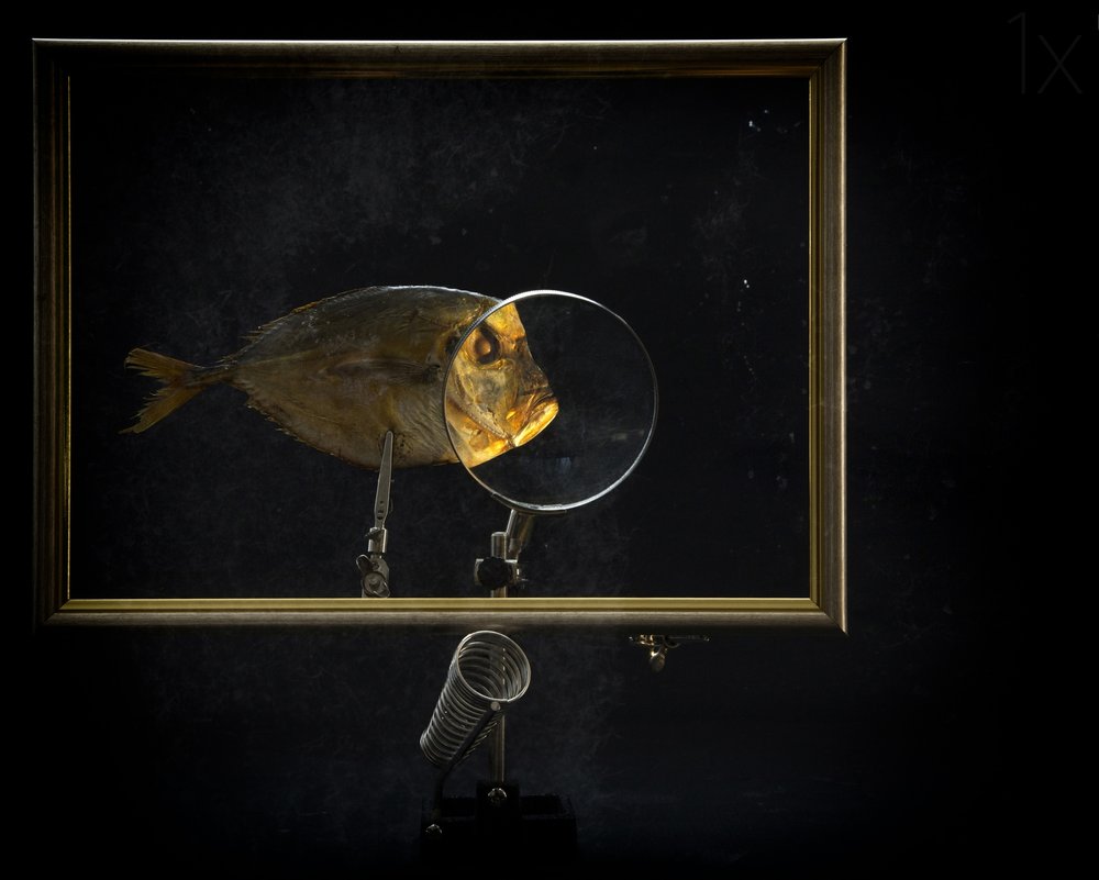 Étude agrandie de poissons - Brig Barkow