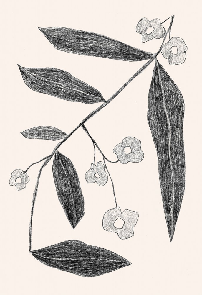 Dessin de branches de plantes - Catalina Somolinos