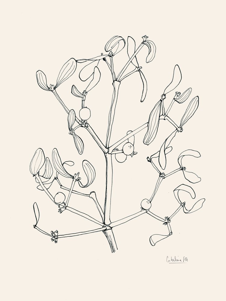 Dessin au trait « Guirlande de gui » pour les fêtes - Catalina Somolinos