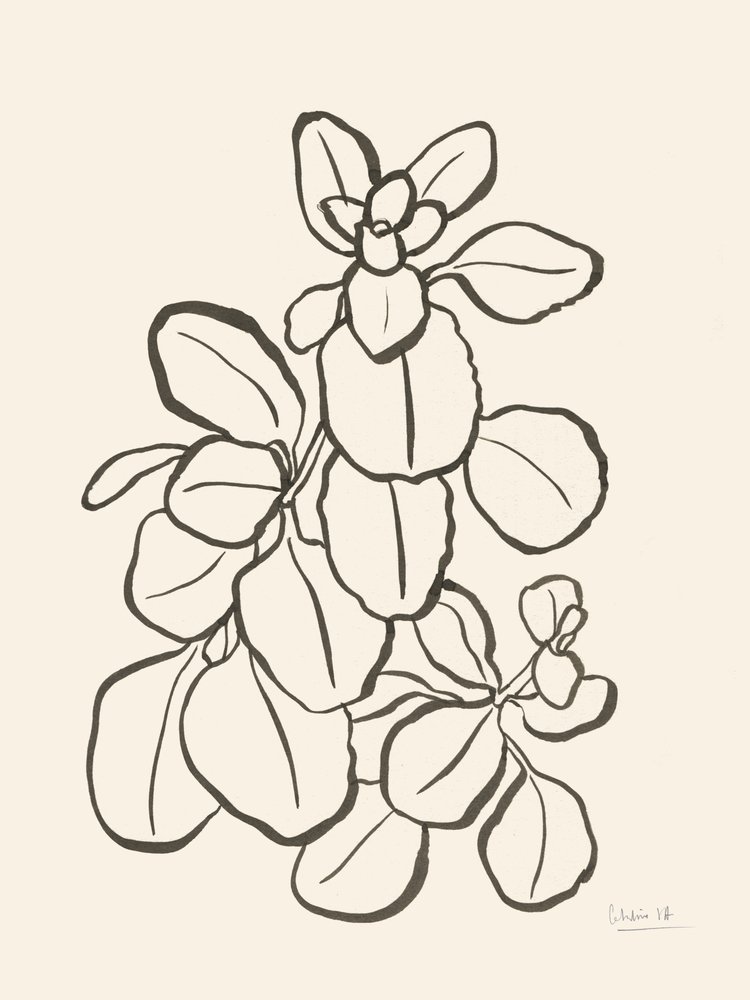 Dessin de feuilles en mode organique - Catalina Somolinos