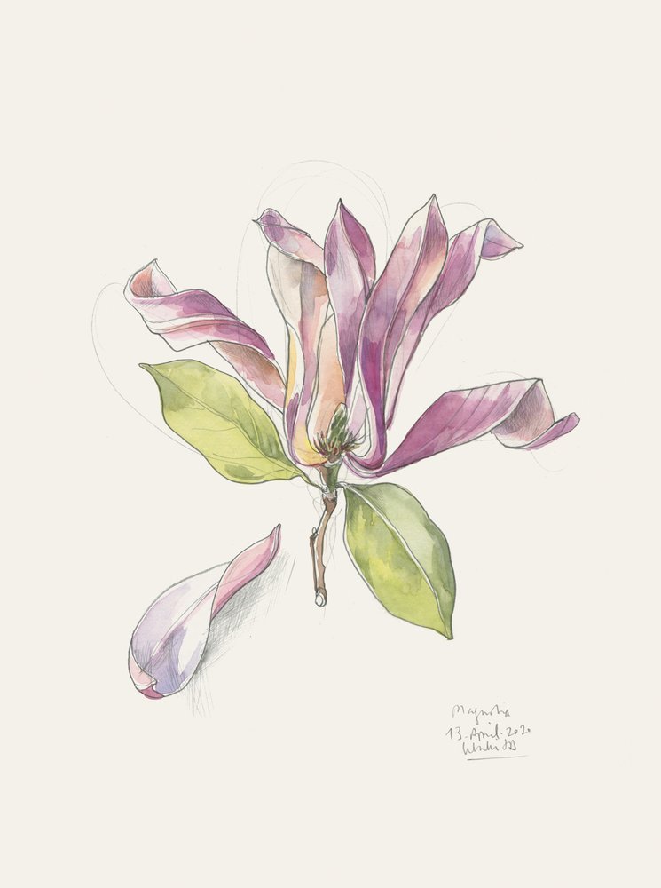 Magnolia rose aquarelle - Catalina Somolinos