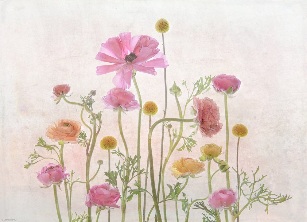 Renoncule rose pâle - Catherine Wang