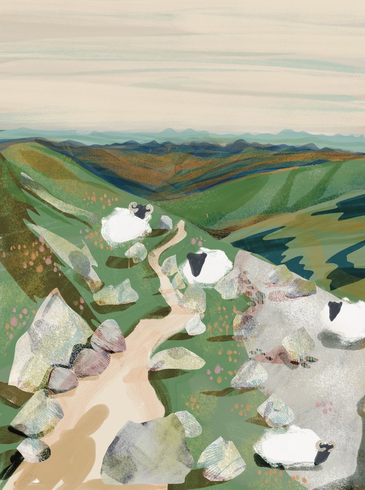 Des moutons paisibles à flanc de colline - Charlotte Trudgett