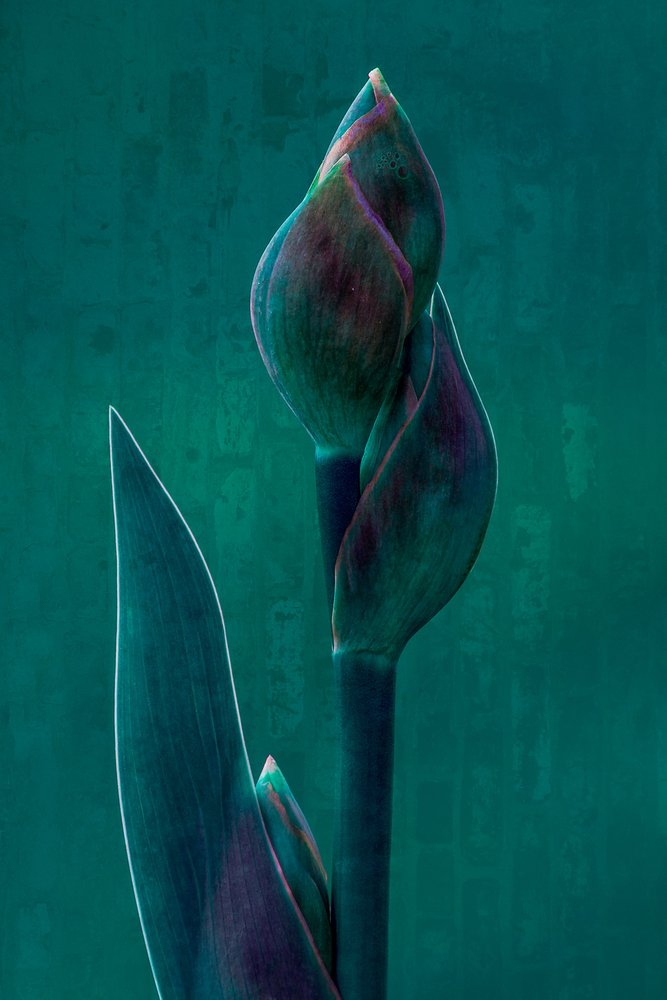 Moody Botanical Bloom - Chris Hamilton