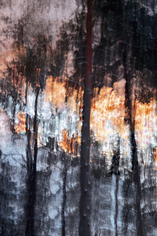 Lumière de la forêt (résumé) - Christina Sillen
