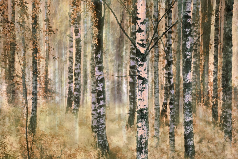 Forêt de bouleaux en automne - Christina Sillen