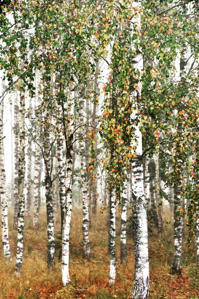 Forêt de bouleaux en automne - Christina Sillen