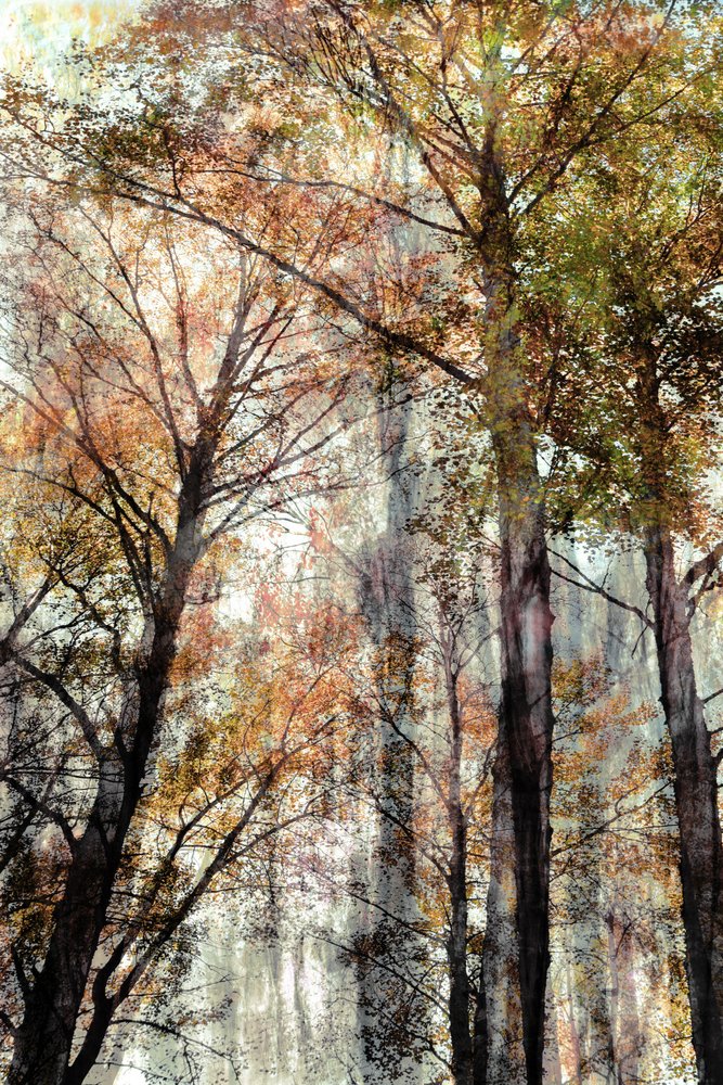 Lumière de la forêt en automne - Christina Sillen