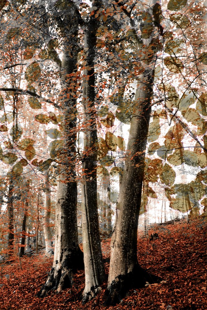 Scène automnale dans les bois - Christina Sillen