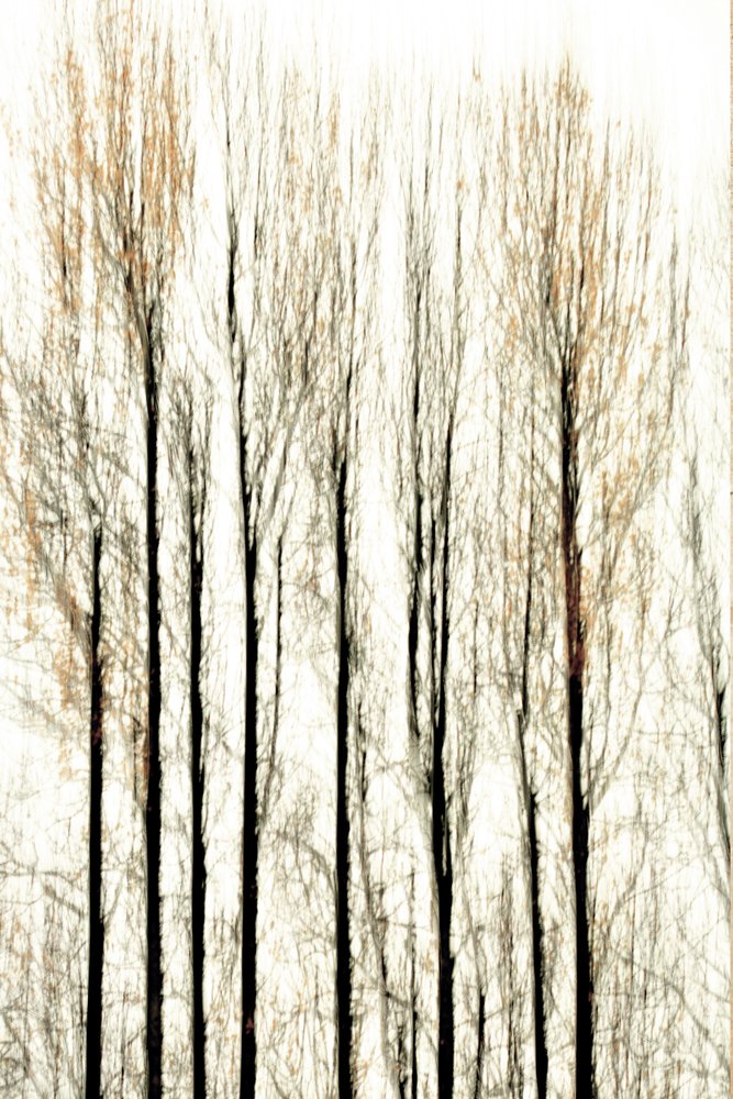 Les limites floues de la forêt - Christina Sillen