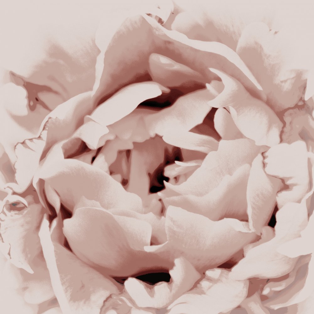 Pivoine rose pâle - Christina Sillen