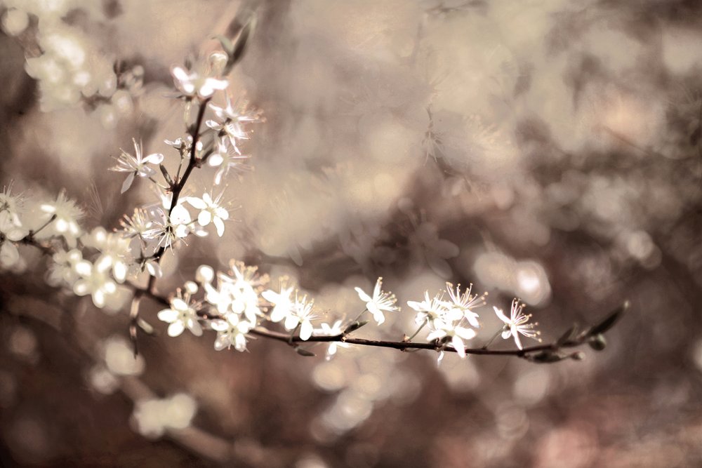 Fleurs délicates sur une branche - Christina Sillen