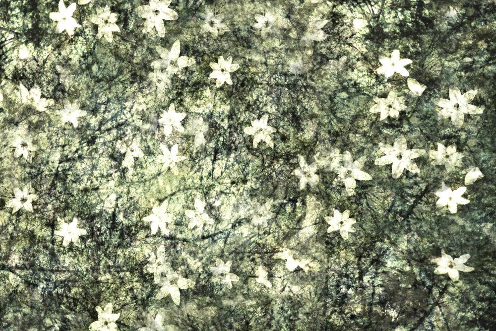 Fleurs délicates du jardin - Christina Sillen