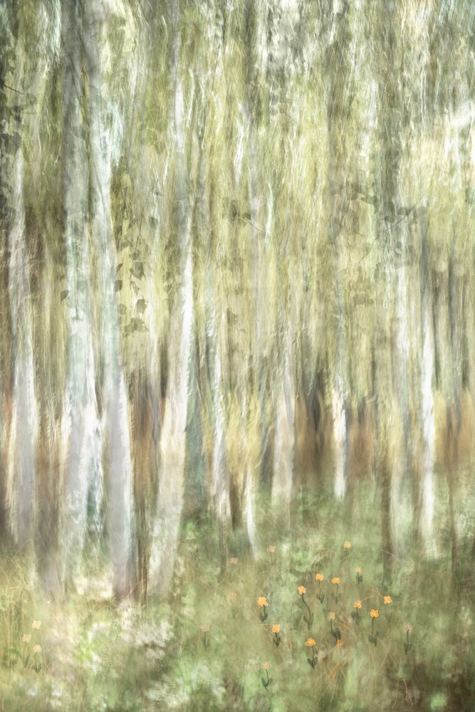 Une forêt de bouleaux féérique - Christina Sillen