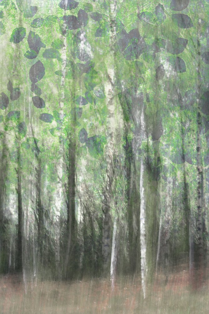 Les bois de bouleaux enchanteurs - Christina Sillen