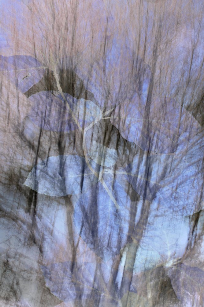 Une forêt bleue de rêve - Christina Sillen