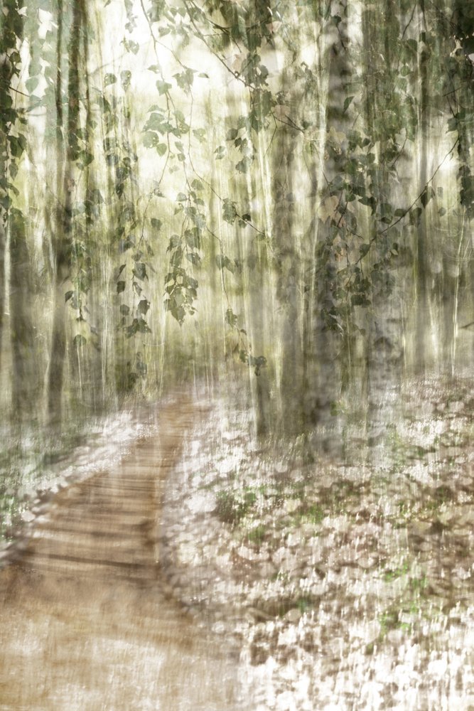 Sentier enchanteur dans la forêt - Christina Sillen
