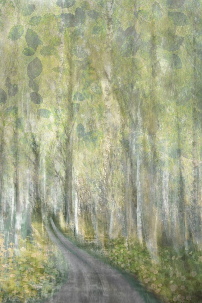 Sentier enchanteur dans la forêt - Christina Sillen