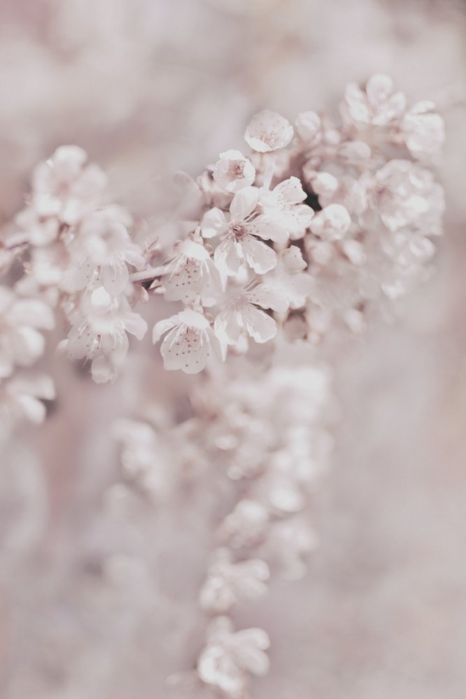 Fleurs roses de rêve - Christina Sillen