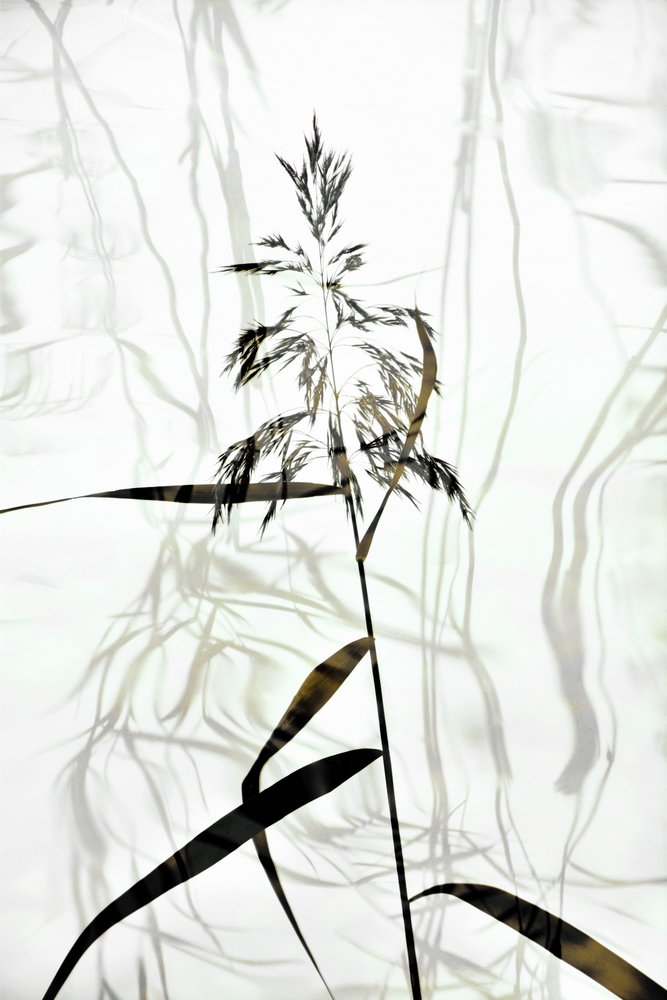 Élégante silhouette de roseau - Christina Sillen