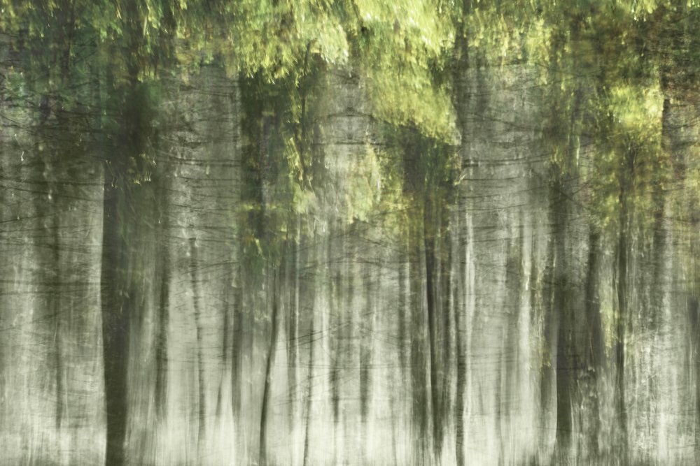 Lumière de la forêt éthérée - Christina Sillen