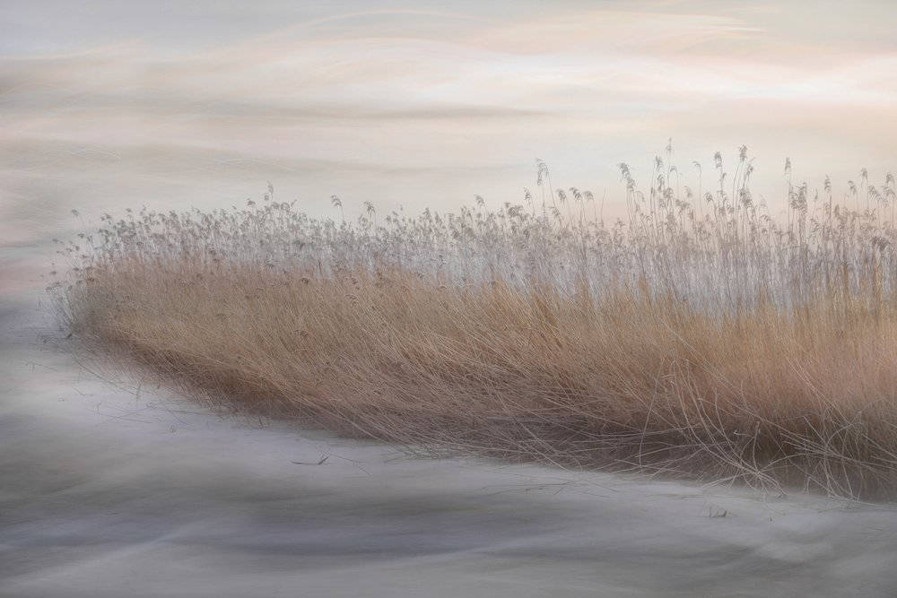 Roseaux éthérés des marais - Christina Sillen
