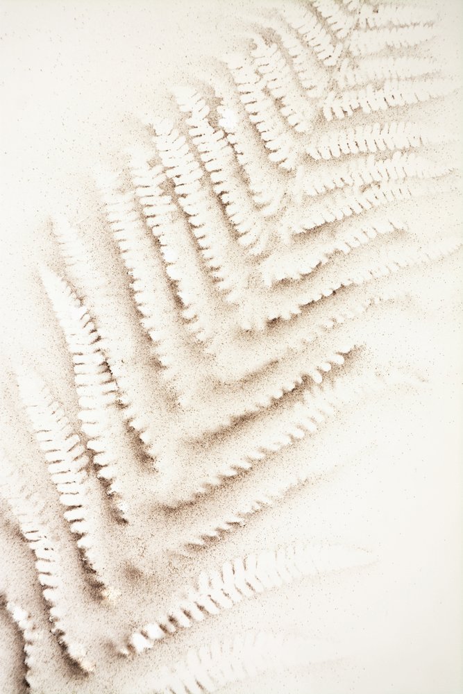 Empreinte de fougère dans le sable - Christina Sillen