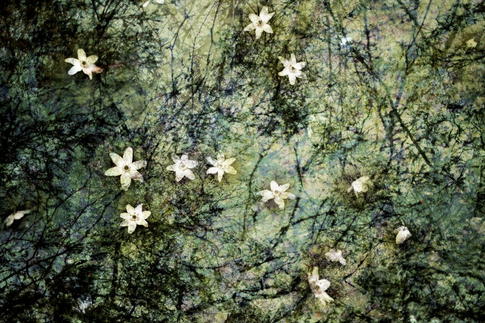 Fleurs blanches flottantes - Christina Sillen