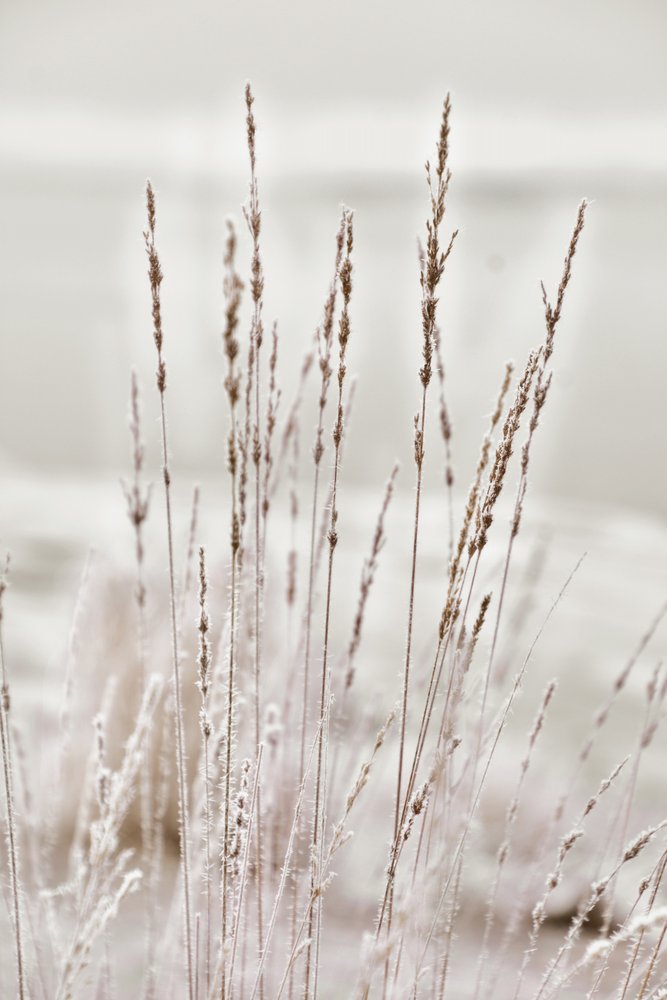Herbe hivernale givrée - Christina Sillen