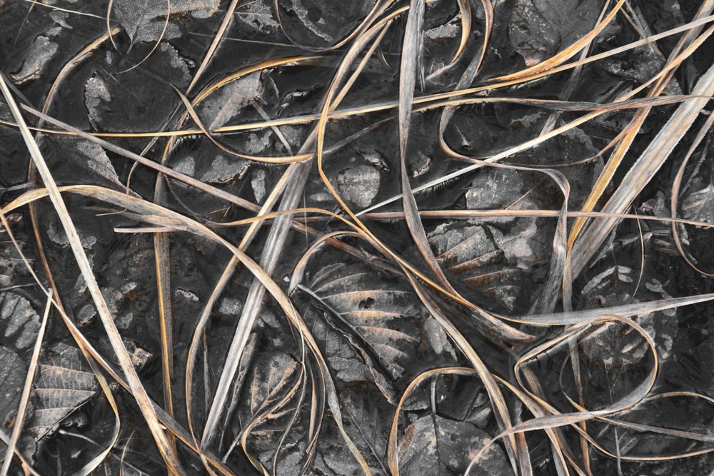 Herbe d