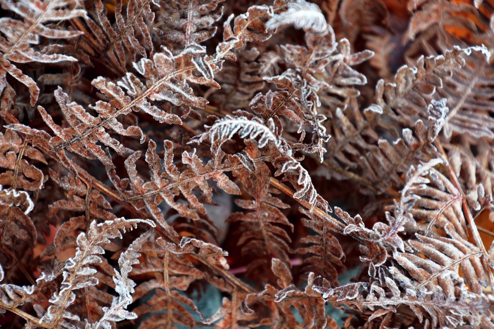 Fougères gelées en hiver - Christina Sillen