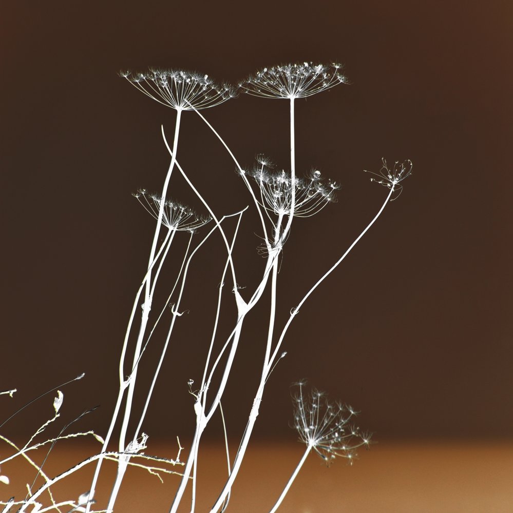 Formes végétales lumineuses - Christina Sillen