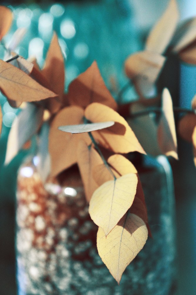 Feuilles d