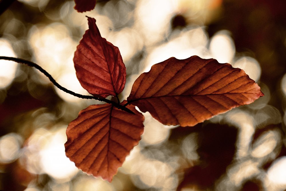 Feuilles d