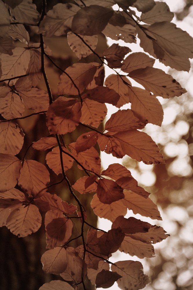 Feuilles d