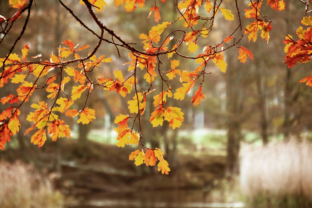 Feuilles de chêne aux couleurs de l